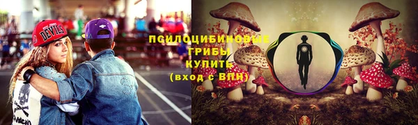 индика Ельня